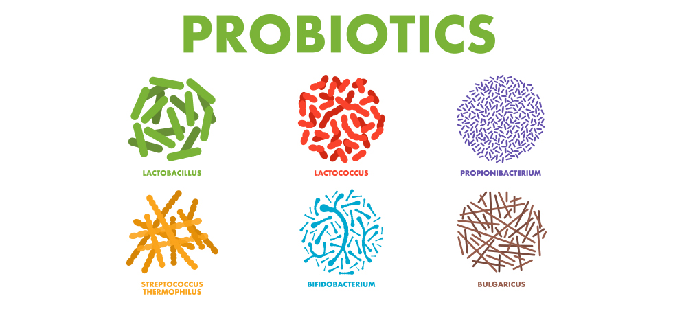 Probiotics For Gut Health And Beyond - Metagenics Blog