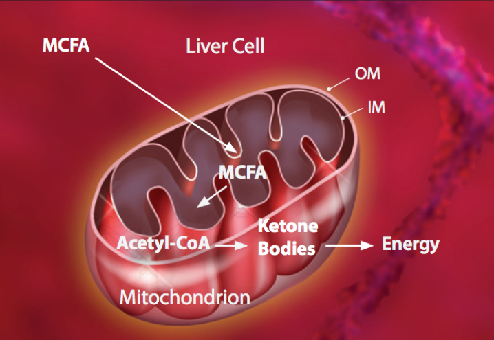 MCT-to-Ketone-Bodies